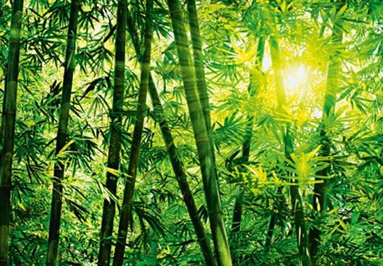 Kilkuelementowa fototapeta przedstawiajaca wdzierajace się promienie słońca do lasu bambusowego