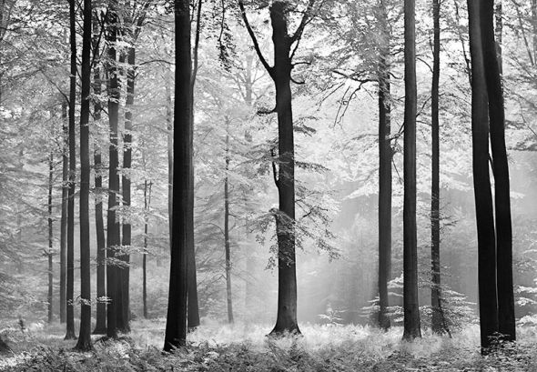 Duża kilkuelementowa fototapeta przedstawiajaca czarno-biały las