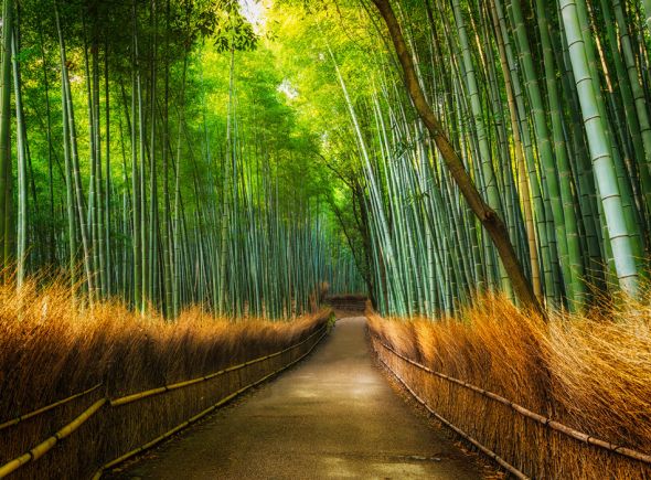 Bambusowy Las, leśna droga - fototapeta na ścianę