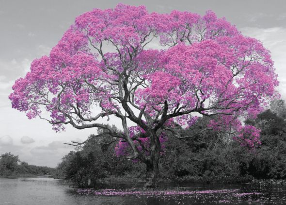 czarno-różowe zdjęcie kwitnącego drzewa nad jeziorem