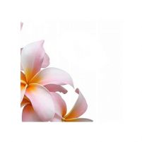 Kwiat frangipani - reprodukcja