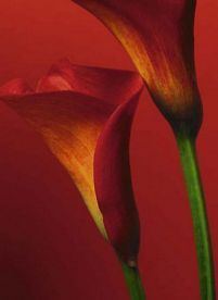 fototapeta z czerwonymi liliami