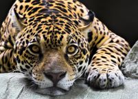 Jaguar - fototapeta