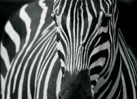 Zebra - fototapeta