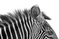 Gorgeous Zebra! - fototapeta