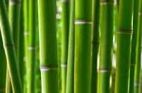 Mała fototapeta z zielonym bambusowym lasem