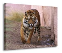 Tygrys alfa - Obraz na płótnie