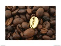 Złote Ziarno Kawy - metamorfoza - reprodukcja