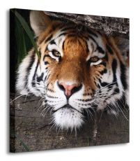 Ukryty tygrys - obraz na płótnie
