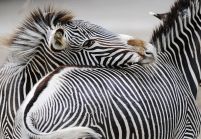 Zebra - fototapeta 366x254 cm