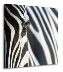Zebra - obraz na płótnie