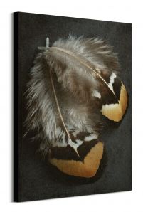 Pheasant Feather Duo - obraz na płótnie