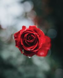 Lush Rose - plakat