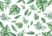Tropikalne liście - fototapeta 366x254 cm