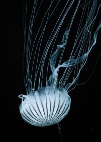 Meduza - plakat
