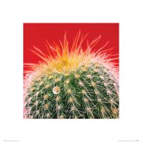 Kaktus Mammillaria - reprodukcja