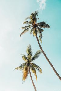 Palmy w Słońcu - plakat
