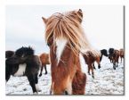 Canvas Icelandic Horse 30x40 cm