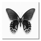 Czarny motyl na białym tle - obraz na płótnie