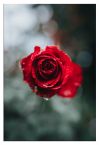 Plakat z czerwoną różą w rozmiarze 61x91,5 cm