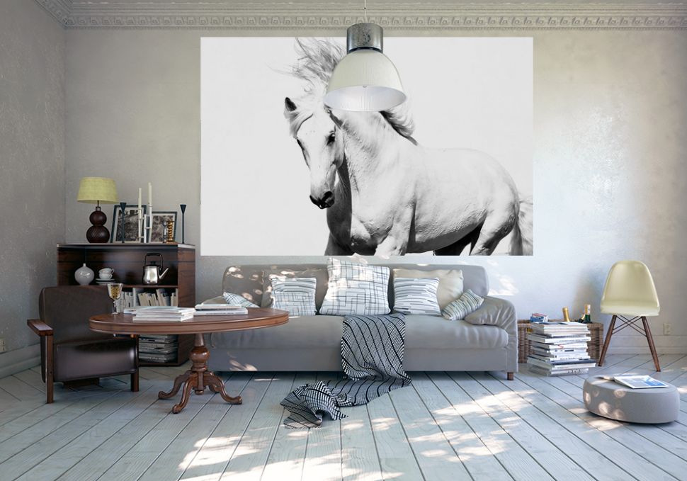 Piękny biały koń arabski na fototapecie papierowej