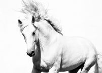 Duża fototapeta z białym koniem arabskim