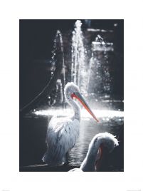 Pelikany nad wodą - reprodukcja