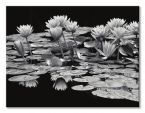 Canvas Pond Abundance widokiem kwiatów na jeziorze